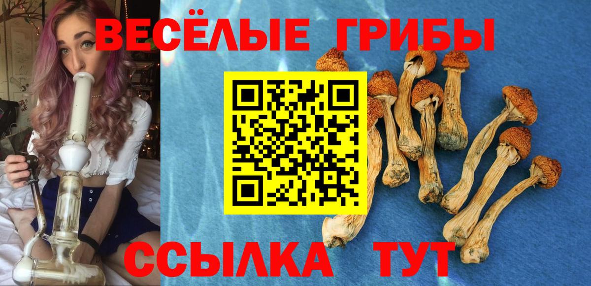 Знаменск  Галлюциногенные грибы Psilocybe  купить наркотик  Вход с VPN 